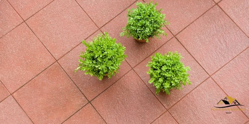 How Big is 3 Gallon Boxwood