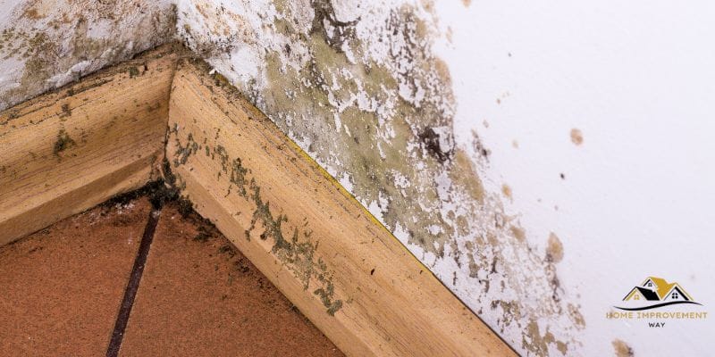 How to Banish Mold from Painted Walls