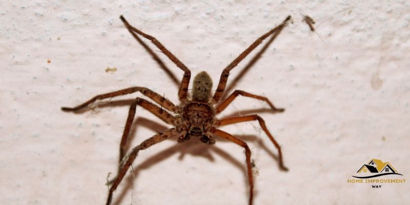 How to Bug Bomb a House