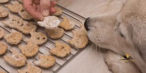 Baking Soda And Dogs