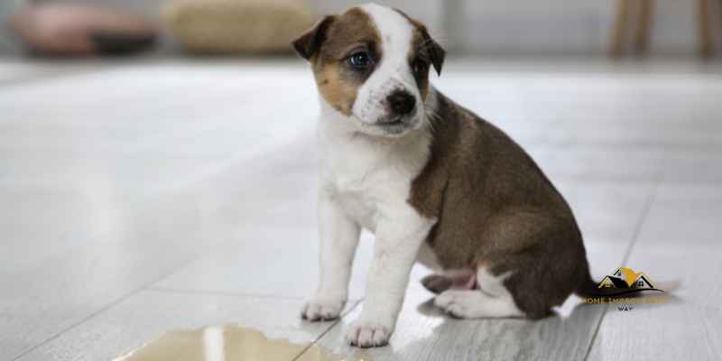 Pet Urine Odor Wooden Subflooring