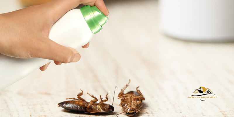 Repel Cockroaches with Paint