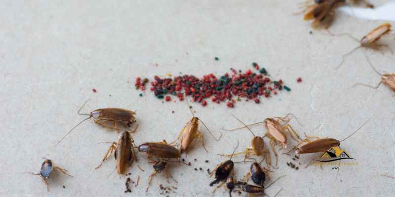 Repel Cockroaches with Paint