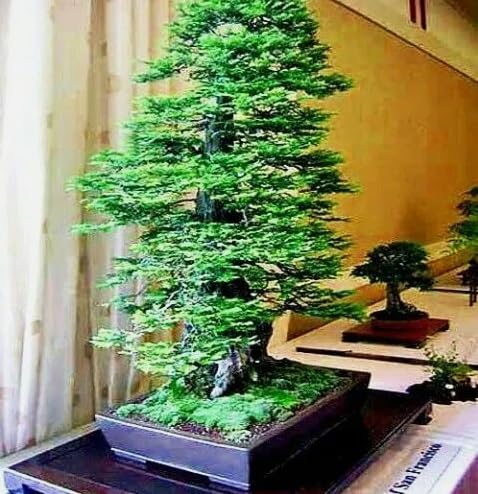 Giant Redwood Seeds for Sale