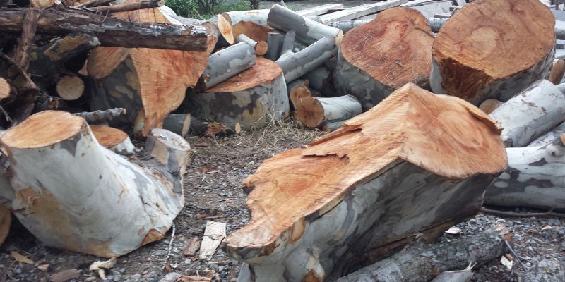 Is Sycamore Good Firewood