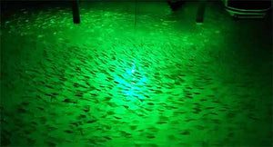 Are Fish Attracted to Light at Night
