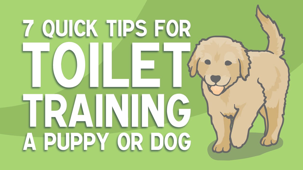 How to Toilet Train a Puppy