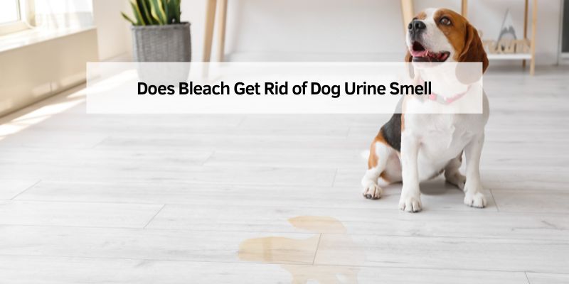 Does Bleach Get Rid of Dog Urine Smell