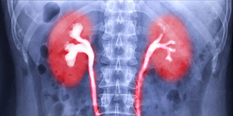 How Does Urine Get Into the Bladder