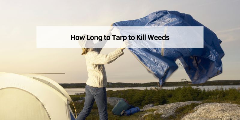 How Long to Tarp to Kill Weeds