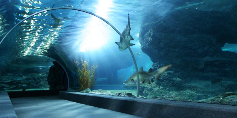 Moonlight Effects and Nighttime Viewing