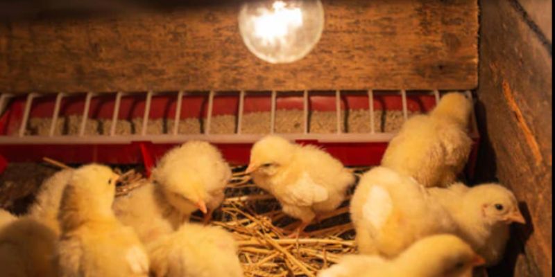 How Do Chickens Behave at Night?