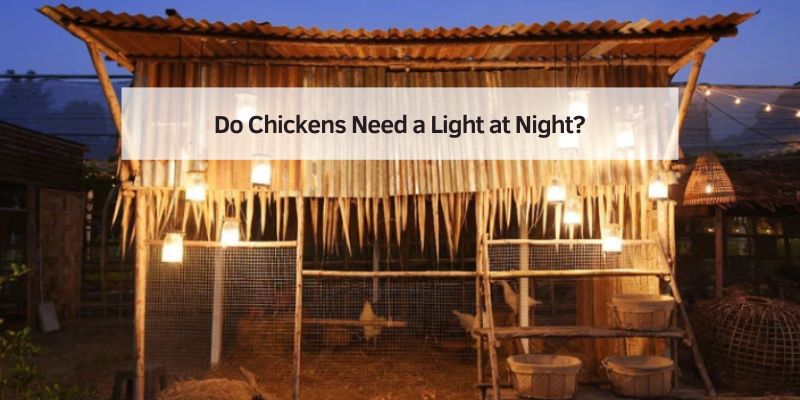 Do Chickens Need a Light at Night