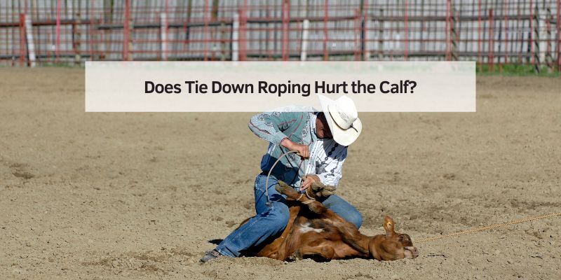 Does Tie Down Roping Hurt the Calf