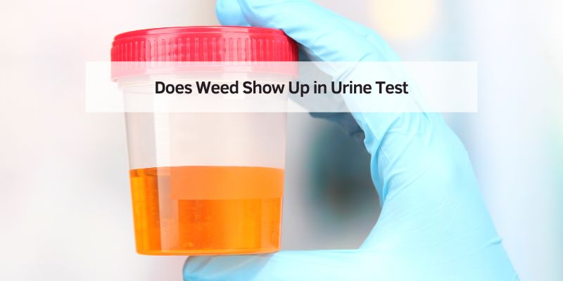Does Weed Show Up in Urine Test
