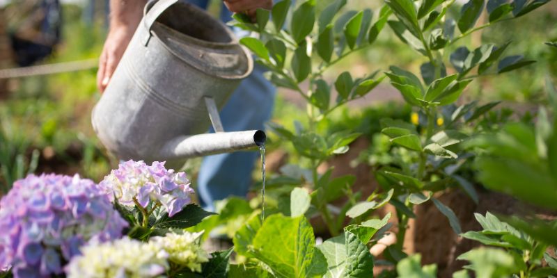 How to Use Urine Safely in Your Garden