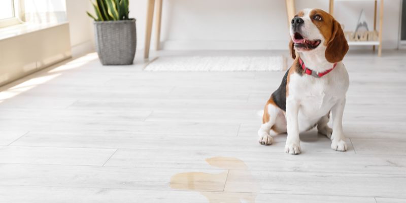 My Top Tips for Dog Owners