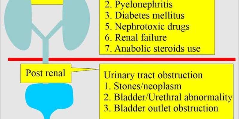 What Can Affect Your Creatinine Levels?
