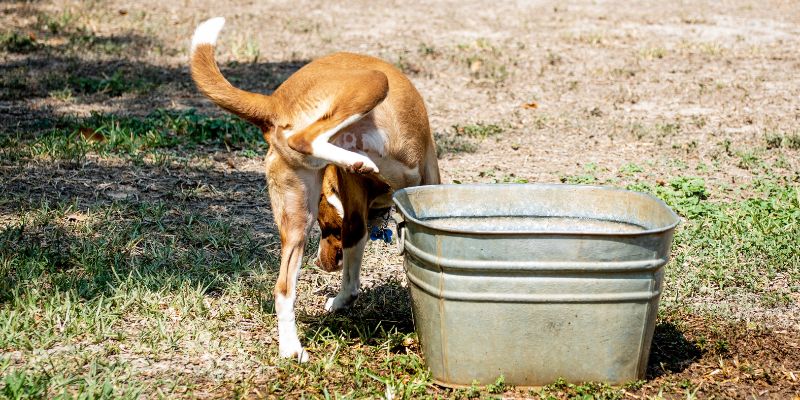 How Often Should A Dog Urinate