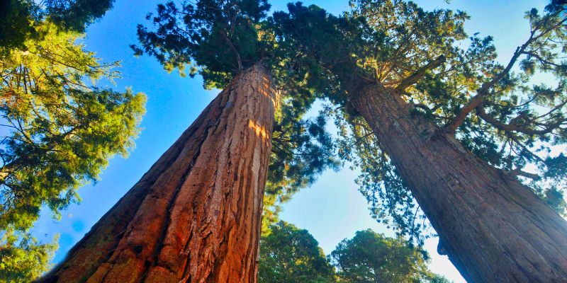 What's The Difference Between Sequoia And Redwood Tree
