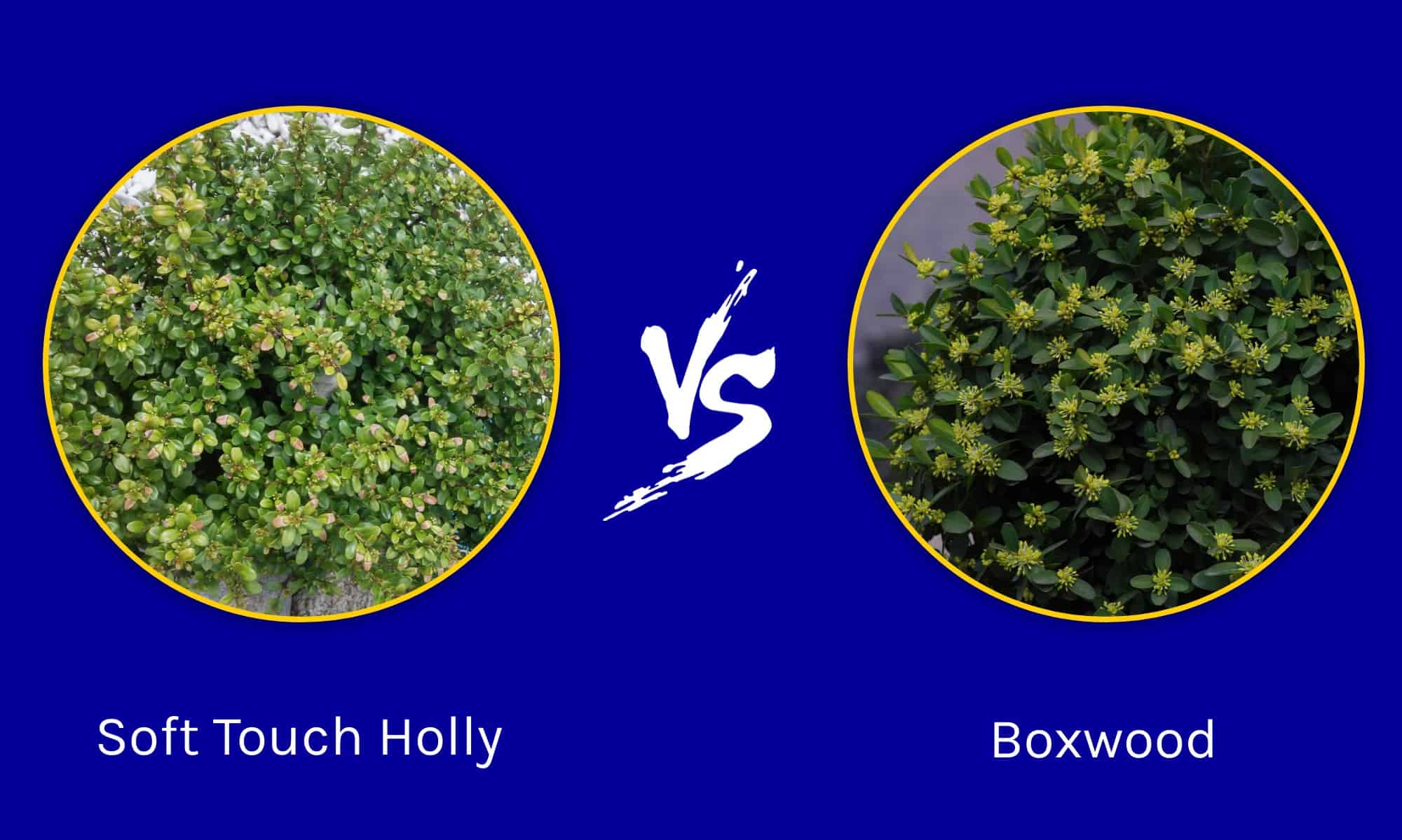 Hoogendorn Holly Vs Boxwood