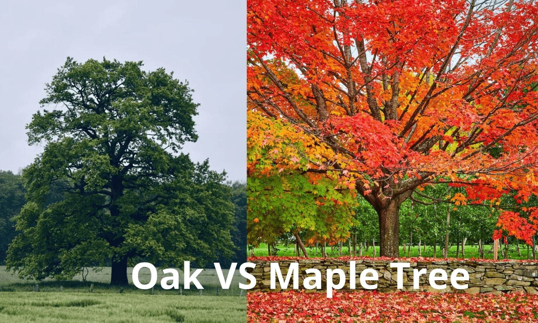 Oak Vs Maple Leaf